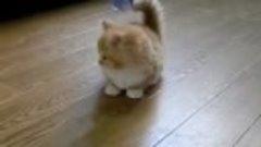 Маленький котенок [360p]