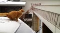 Waffles the Terrible - Funny Cat Fails Jump - Slow Motion