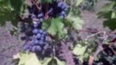 Выращивание винограда от А до Я