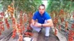 Технология выращивания томатов в теплицах