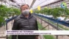 Урожай клубники в Кыргызстане
