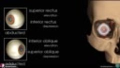 Anatomy Videos - (dratef.net ) Extraocular Muscles   Eye Ana...