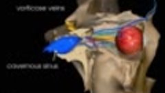 Anatomy Videos - (dratef.net ) Eyeball   Blood Supply- (medi...