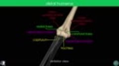 Anatomy Videos - (dratef.net ) Humerus   Flashcard Anatomy- ...