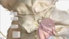 Anatomy Videos - (dratef.net ) Foramina of the Skull   Skull...