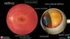 Anatomy Videos - (dratef.net ) Eyeball Anatomy- (medical.sho...