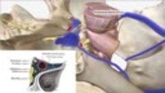 Anatomy Videos - (dratef.net ) Dural Venous Sinuses   3D Ana...