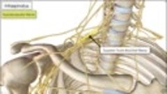 Anatomy Videos - (dratef.net ) Infraspinatus   Muscle Anatom...
