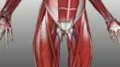 Anatomy Videos - (dratef.net ) Femoral Triangle - Anatomy Tu...