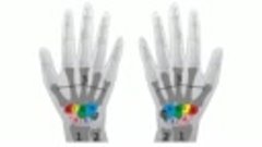 Anatomy Videos - (dratef.net ) Bones of the Hand and Wrist -...