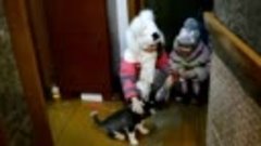 Реакция детей на появление щенка в доме!
