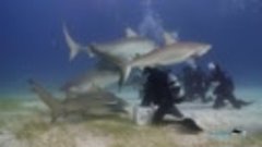 Танцы с акулами
