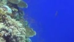 Коралловый риф_ Подводный мир Египта. _ Документальный фильм