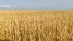 Ветерок качает пшеничку.