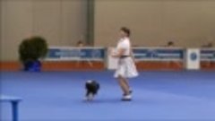 Танцы с собаками.  ( Спортивная дрессировка  собак.) Россия.