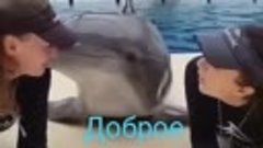 Поцелуйчик от дельфина