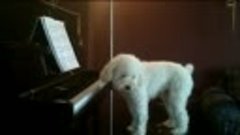 Spacy.Tv - Собака играет на пианино и поет
