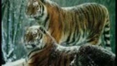Russian Siberian Tiger - the Biggest and Strongest Cat in th...