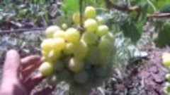 Выращивания винограда - пошаговая инструкция _ Подробное поэ...