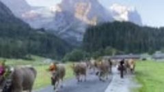 Tradiție in Elveția.
Coborârea vacilor din munții 🌲🌺
