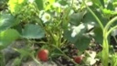 Болезни и вредители ягодных культур - обработка в начале лет...