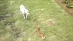 Смелый пес против змеи