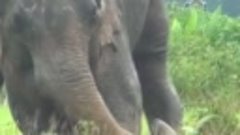 Мама слониха не сдалась и спасла своего слоненка