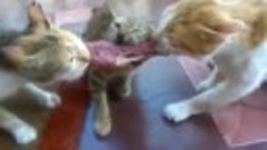 Три кошки тянут кусок мяса