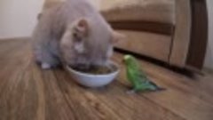 Кот и попугай кушают вместе