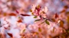 Очень красивое видео #4 Весна, природа