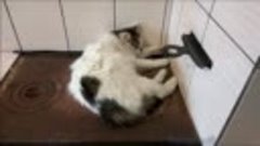 Коты на печи)) Умораааа!!! видео группы Янтарный берег