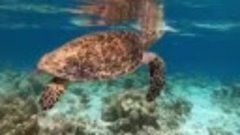 Видео Египет черепаха