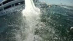 MY Just Enough Yacht Slide  Critter Free Pool  Liquid Rail V...