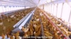 Как птицеферма производит миллион яиц и мяса - Современная п...