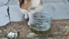 Необычно пьющий кот