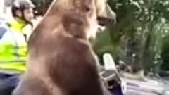 Медведь в городе на мотоцикле в люльке, показал фак