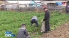 Осужденные колонии №1 в Нерчинске заготавливают овощи по пла...
