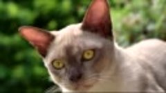 #Бурманская #кошка - описание породы бурма