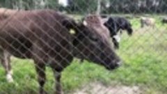 Коровы в Дубровке идут на дойку 