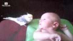 Попугай поёт для малыша...