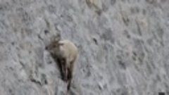 Невероятный горный козел бросает вызов гравитации и поднимае...