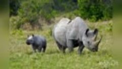 ТОП - 20 самых удивительных фактов о носорогах. Истребление ...