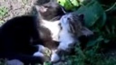 Кошки Эйнштейна - Сука (Пародия на клип)