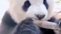 Ничего лишнего, просто панда ест бамбук. Не забудьте включит...