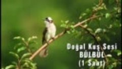 Doğal Kuş Sesi _ RAHATLATICI TERAPİ (25dk.)