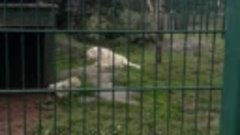 Львица рычит в зоопарке Sandown на Isle of Wight