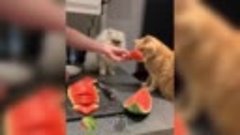 А Ваш котик любит арбузики?