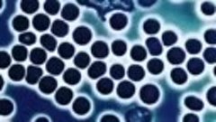 ​​Наглядно об иммунитете: лейкоциты передвигаются по крови в...