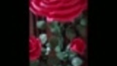 куст красная роза 3