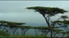 «Живые пейзажи: Дикая Африка» (Видеорелакс)